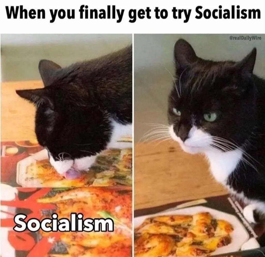Cat-Socialism.jpg
