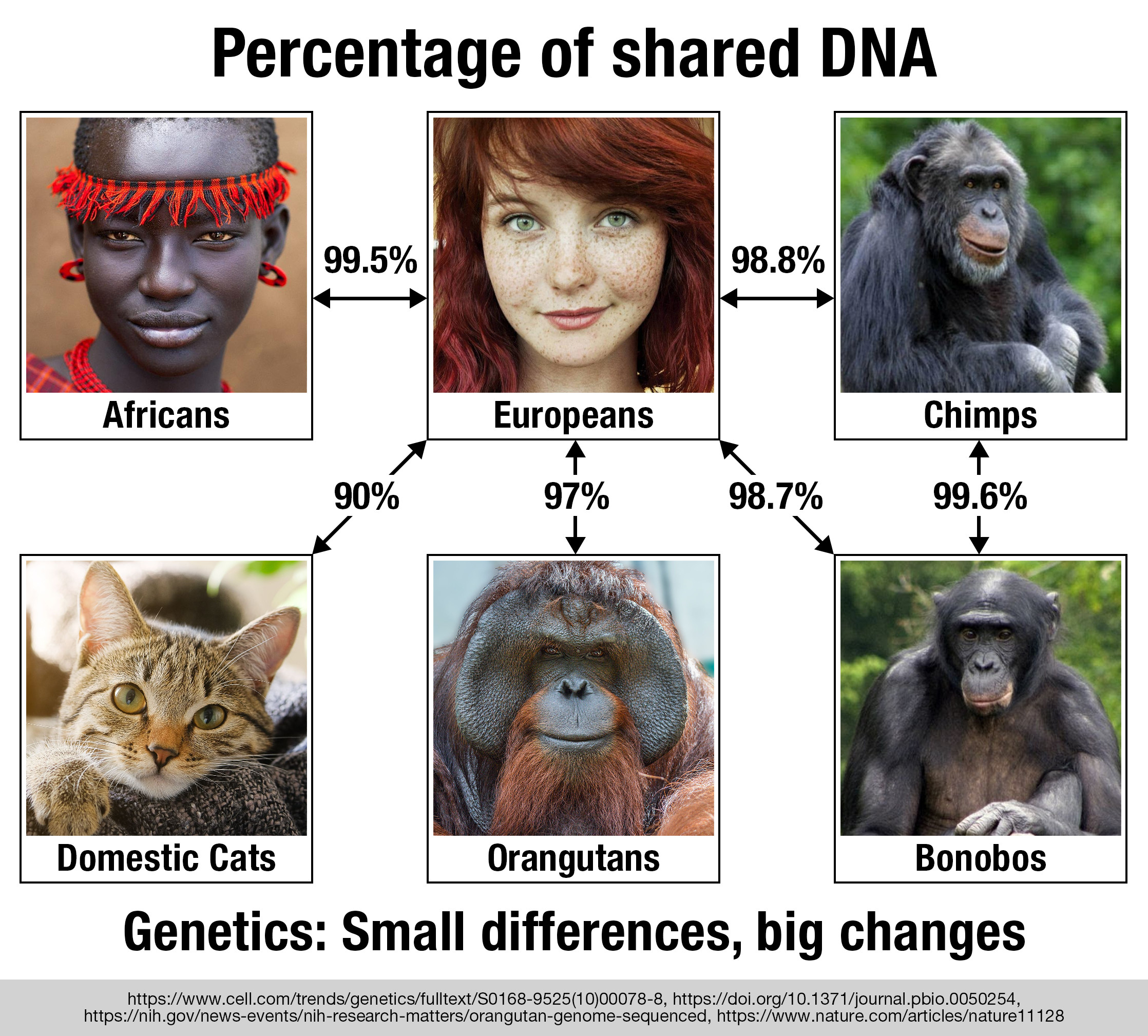Genetics-Small-differences-big-changes-percentage-of-shared-DNA-humans-chimps-bonobos-cats-ora...jpg