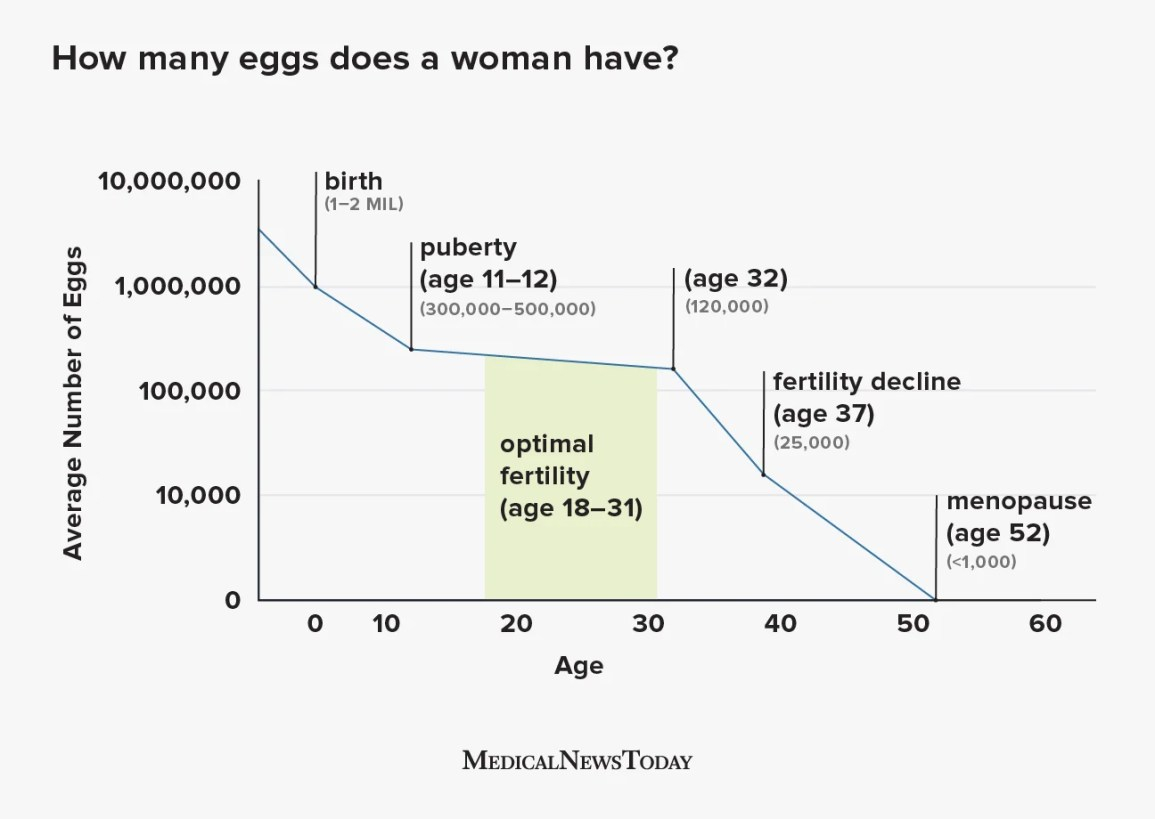 MNT-1605577-How-many-eggs-does-a-woman-have_asset_body-1296 × 920.jpg