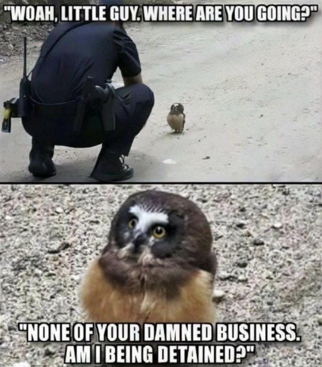 owl the police.jpg