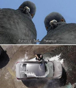 Pigeons.webp