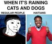 raining cats.jpeg