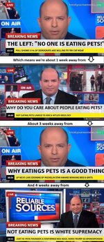 pet eating timeline v2.jpeg