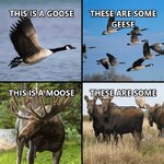 goose - moose.jpeg