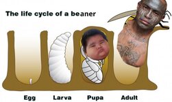 beanerlifecycle.jpeg