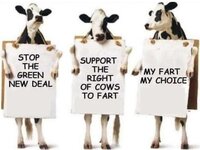 cows against green.jpg