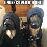 k-9 undercover.jpg