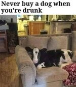 dog - when UR drunk.jpg