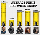 DD-19-01-penis-size-graphic_GRAPHIC.webp