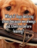 dogs vs shoes.JPG