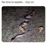 1746525254924.jpeg