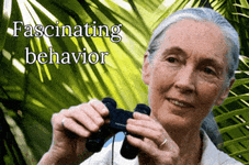 fascinating behavior.gif
