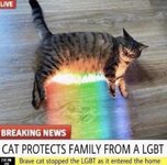 cat protects family from lgbt.jpg