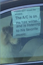 dog-in-car.png