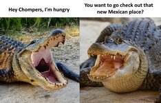 alligator alcatraz.jpg