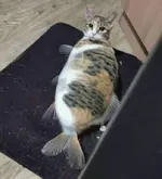 catfish.webp