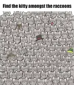 kitty-raccoons.webp