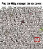 kitty-raccoons 2.webp