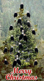 eagle Christmas.jpeg