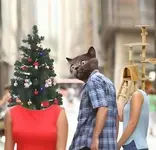 cat Christmas.webp