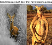 kangaroo prison.webp