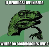 cock roach.webp