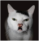 cat adolf.webp