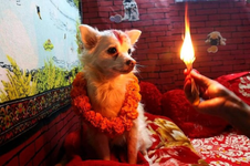 dog-worship-in-nepal.webp