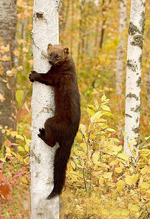 Fisher_cat_tree.webp