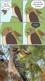 birds.jpeg