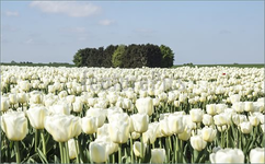 White-Tulips-Field.webp