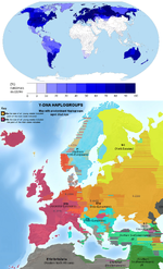 European ancestry & Y-DNA haplogroups.webp