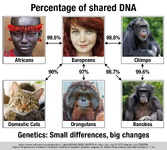 Genetics-Small-differences-big-changes-percentage-of-shared-DNA-humans-chimps-bonobos-cats-ora...jpg