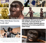 Homo Erectus Black ancestry.webp