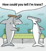 tranny shark.jpeg