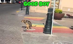 dog vs pride month.webp